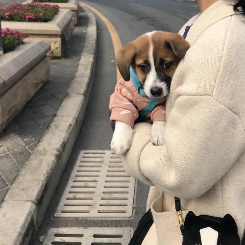 主人抱着三个月幼犬在路边看来往行人