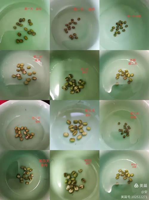 家庭封闭衣柜内绿豆种子萌发实验实拍