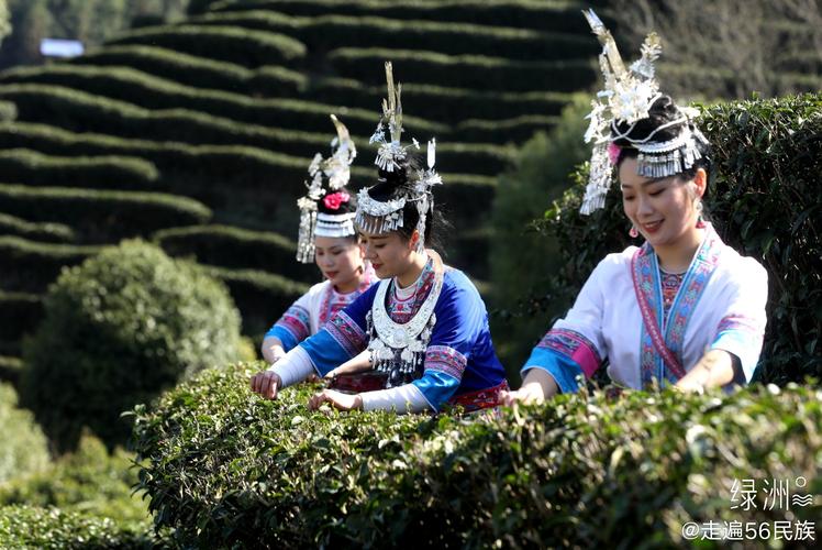 贵州侗族阿妈带孩子茶园劳作场景