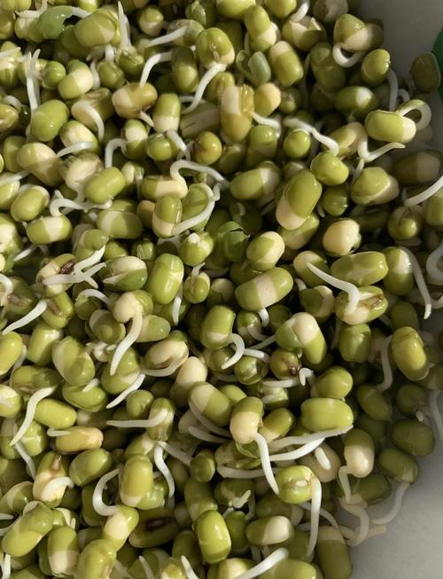 刚采收的新鲜绿豆芽苗菜实拍