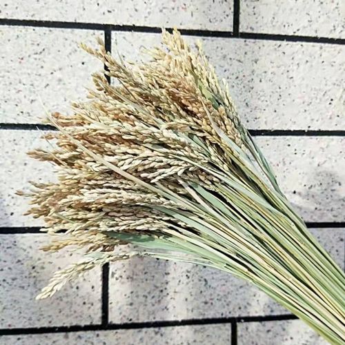 我靠一把稻浪，把出租屋变成了秋日稻田-因为所以