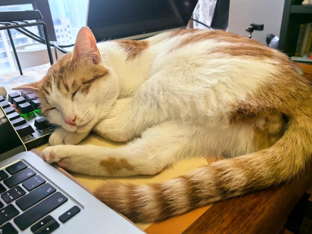 橘猫趴在办公笔记本键盘上睡觉