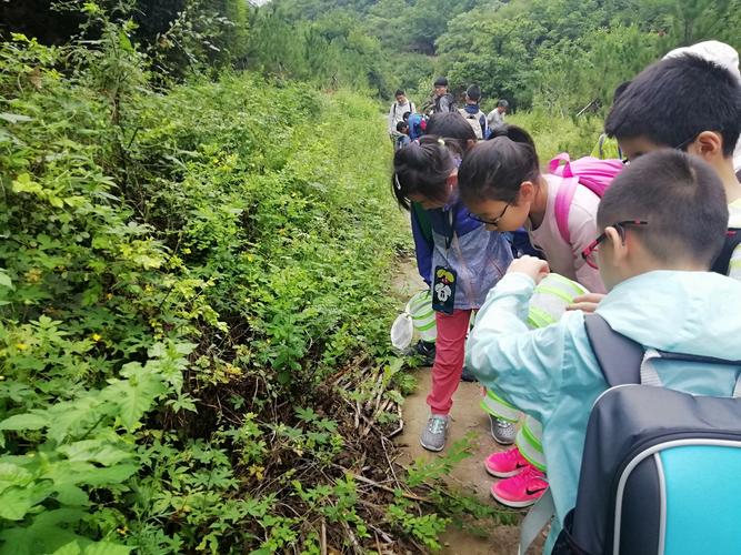 小学低年级孩子顺着观赏草倒伏痕迹寻找同伴