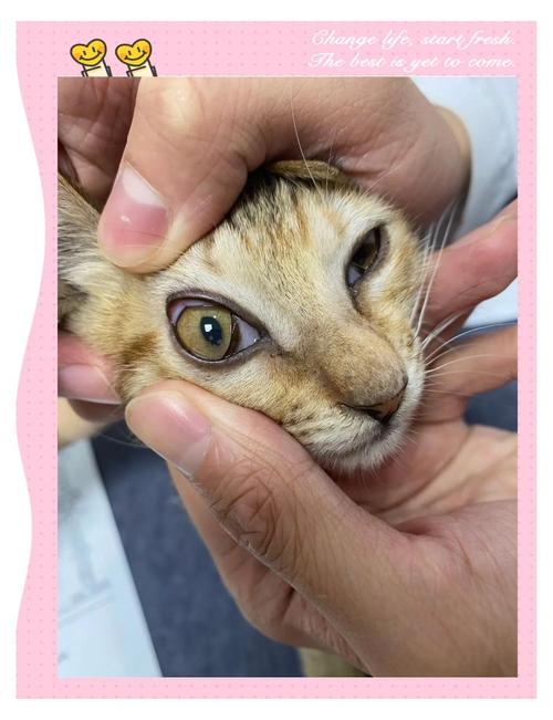 干性猫传腹猫结膜水肿眼部特写