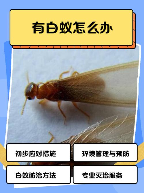 白蚁防治维权常见问题解答