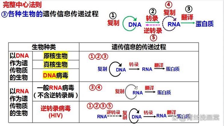 高中生物不同生物中心法则信息流向示意图