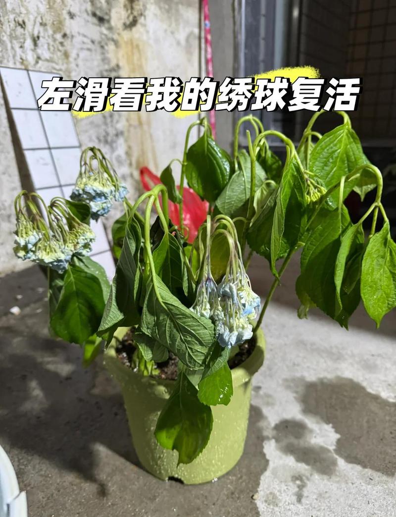 急救一下那些蔫了的花