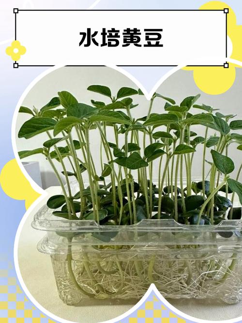 亲子阳台种植发芽黄豆小苗照片