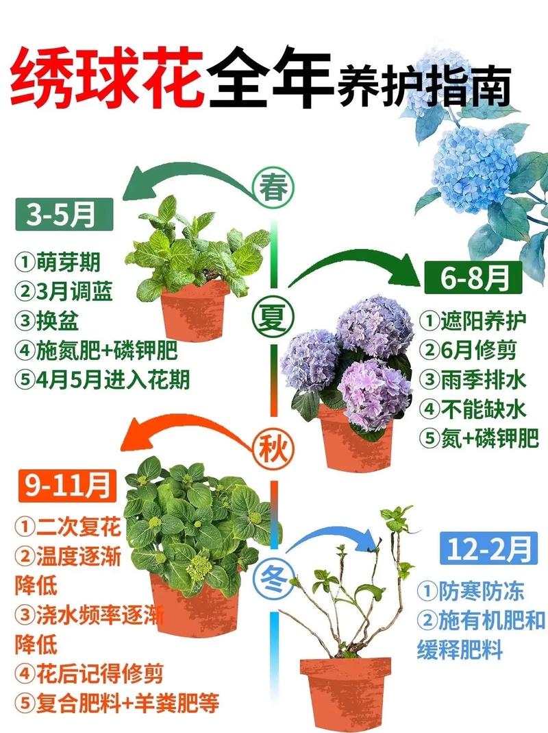 那些血泪教训:养护绣球,别信网红偏方