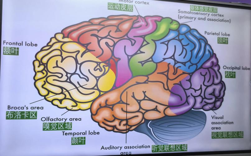 儿童大脑工作记忆长时记忆分区示意图