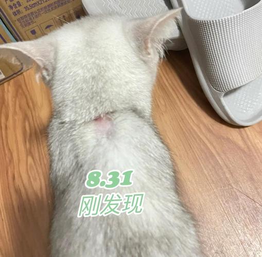 宠物猫蹭过冰箱留下毛发污渍