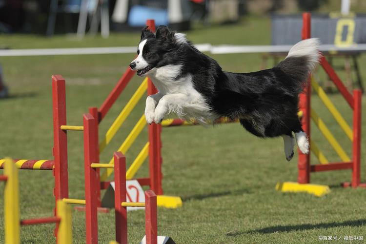 边境牧羊犬使用响铃训练现场实拍
