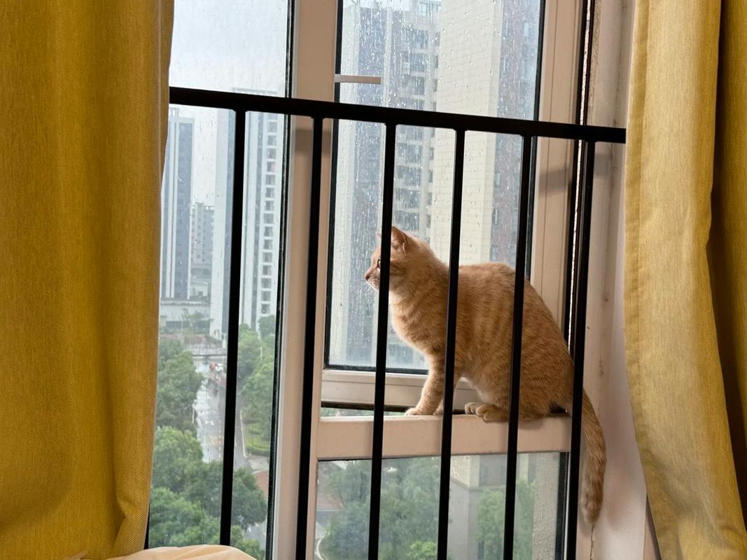 橘猫蹲在客厅窗台等主人下班回家