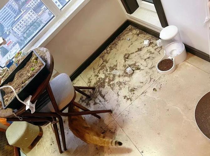 英短猫拆家弄脏客厅地毯实拍