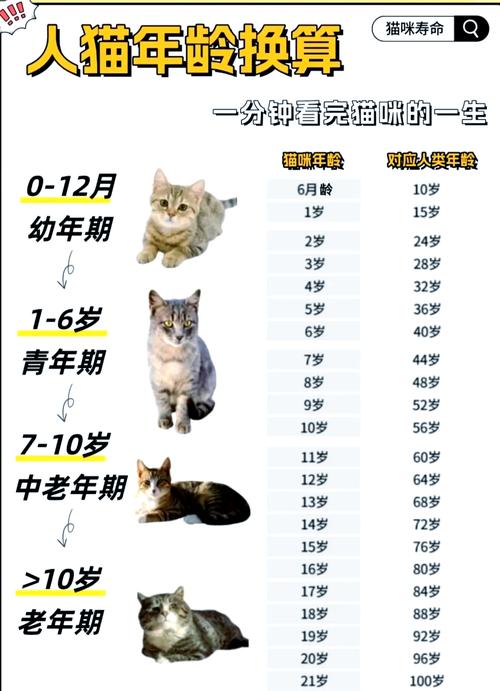 不同年龄犬猫钙磷比适宜范围对照表