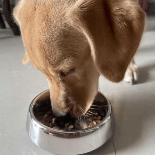 宠物犬进食时警惕守卫食物实拍场景