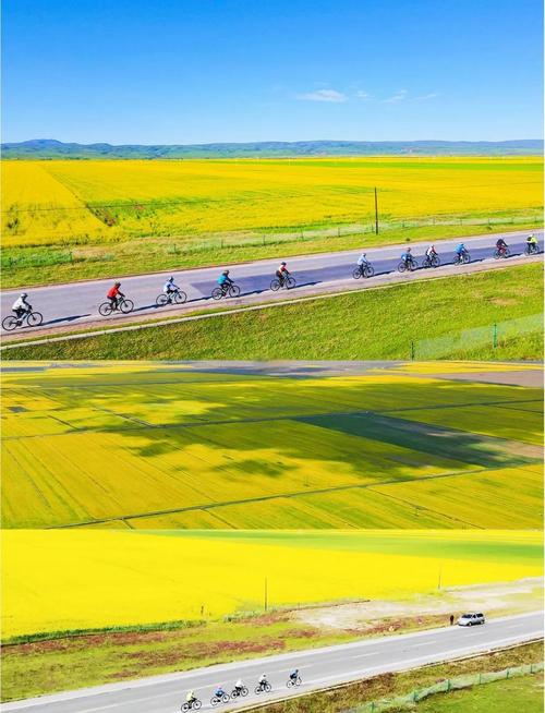 西北大环线青海湖油菜花公路