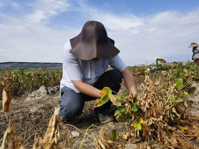 中国东北盐碱地改良大豆种植田实景