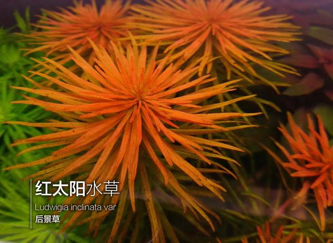 水底红太阳水草特写鲜艳发色