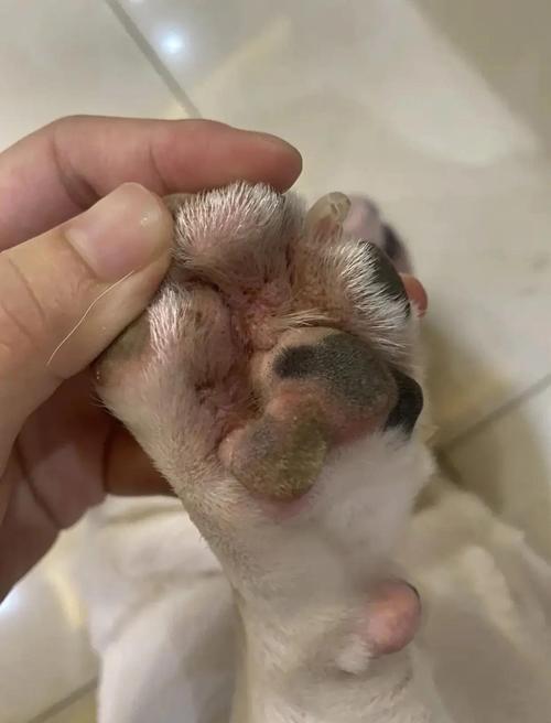 狗狗趾间过敏泛红脱毛实拍