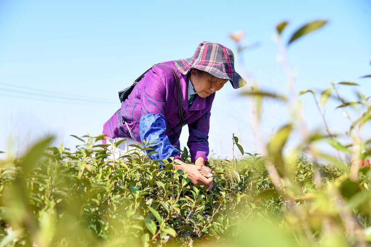 福建山地茶场里手工采摘鲜茶叶的茶农