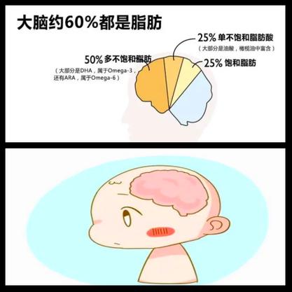 吃对脂肪，宝宝大脑发育快