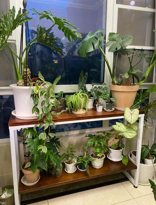 居家封闭阳台绿植盆土干湿分层图