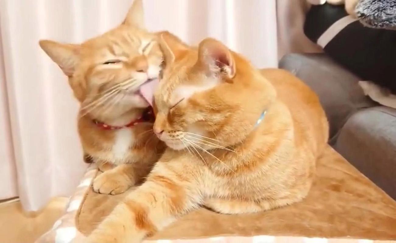多宠家庭一只猫僵硬低头被另一只猫舔毛图