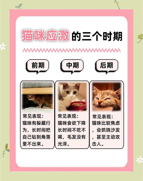 猫咪躲在猫包角落应激观察图