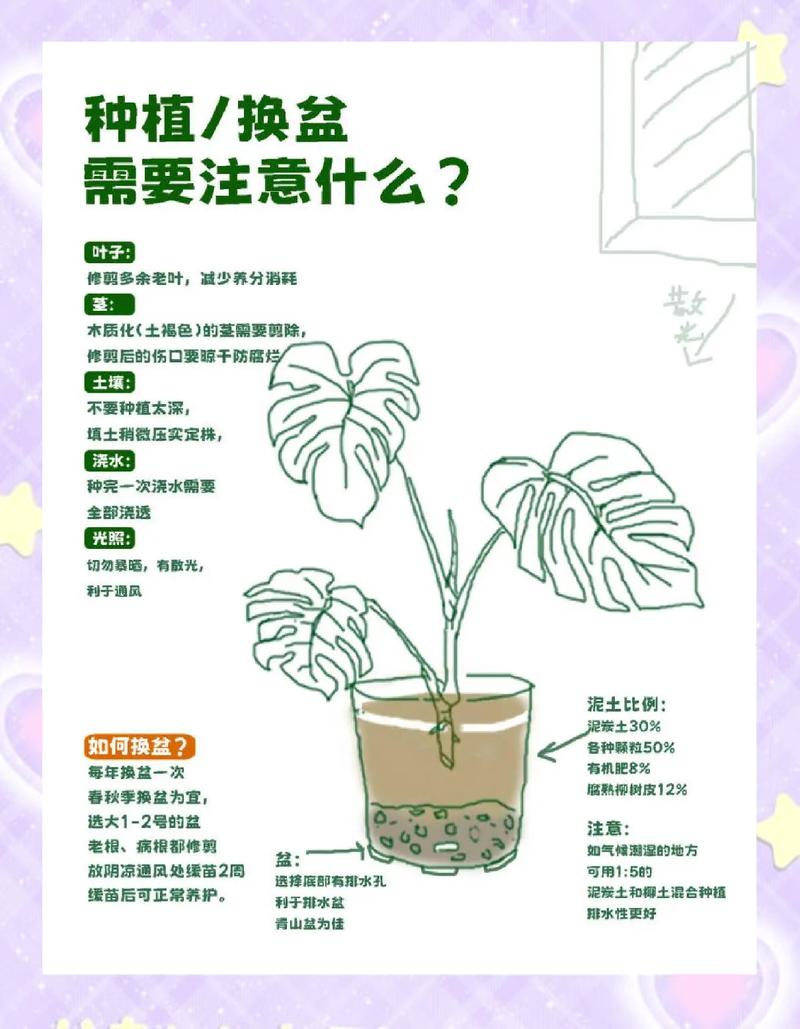 简单几步，养好绿植还护健康