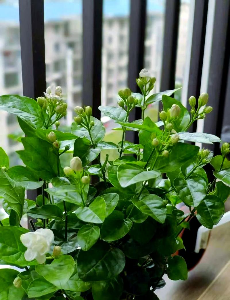 阳台开满茉莉花的家居日常场景