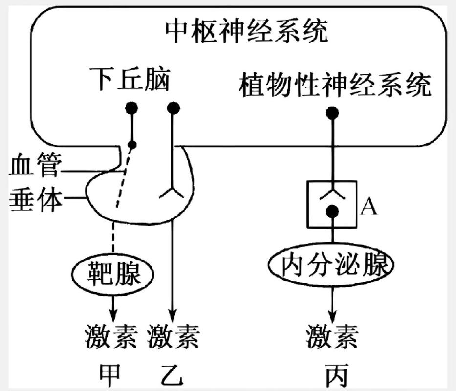 大脑默认模式网络在放松状态下活跃的神经活动示意图