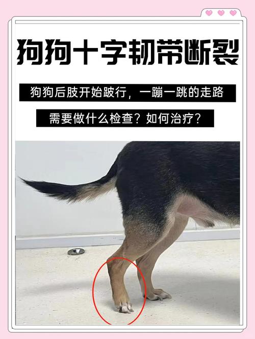 日常损伤宠物关节的错误行为示意图