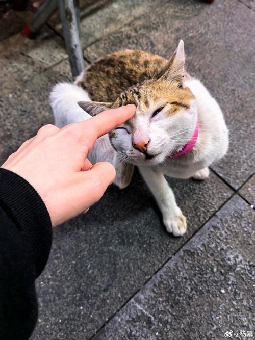 狸花猫好奇地伸爪触摸笔记本屏幕上的鼠标指针