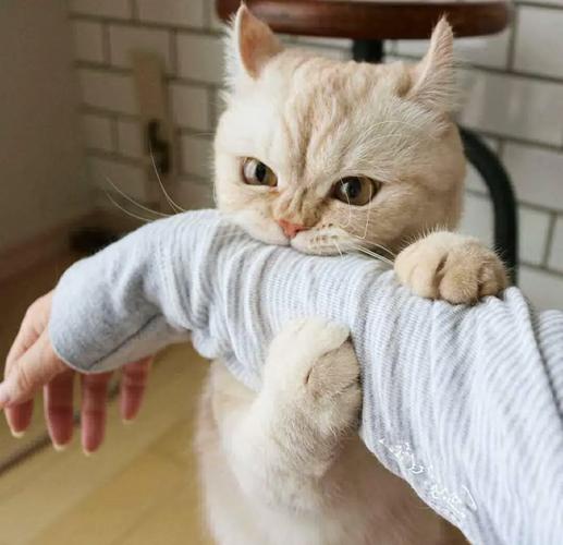 主人抬手时猫咪做出防御扑咬姿态的实拍图