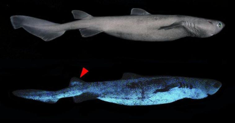 科学家在深海探测器中观察新发现的深海生物发光现象
