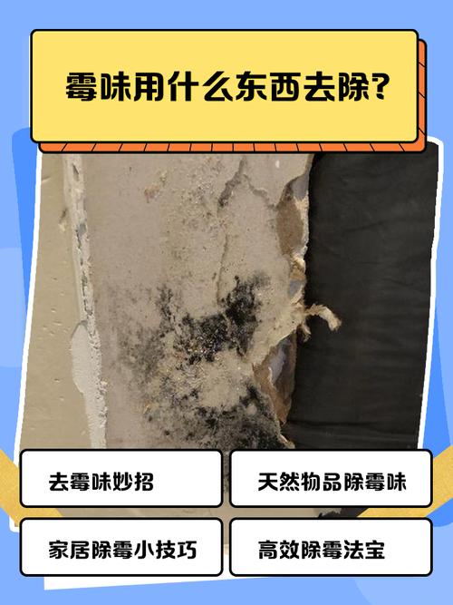霉到底从哪来的？别急着买除霉剂，先搞懂它的老窝