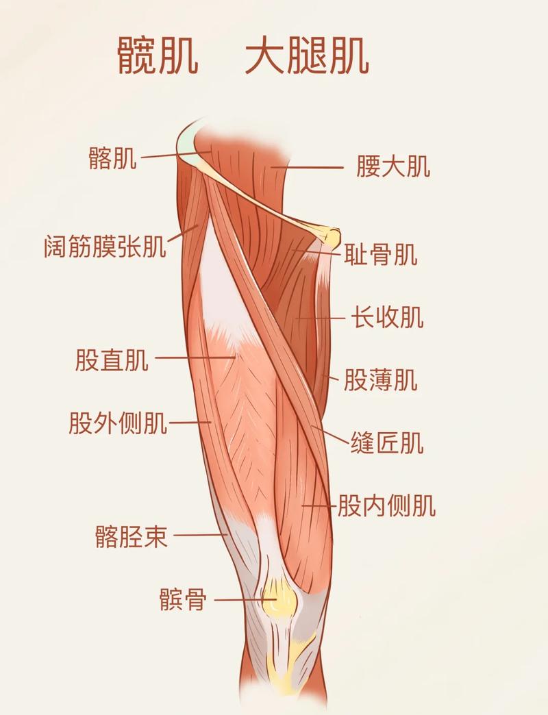 人体腿部肌肉筋膜结构示意图