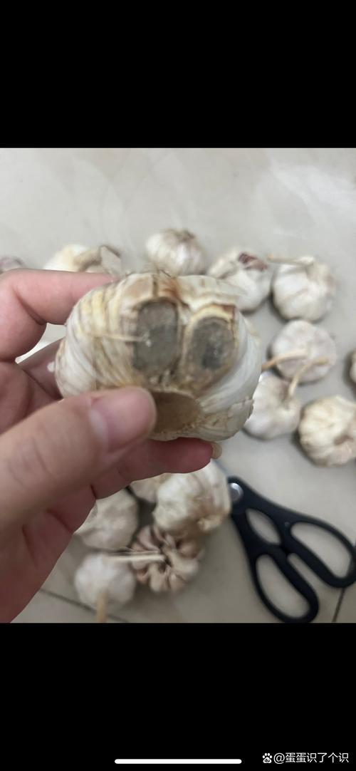 泡在装满水的玻璃杯中腐烂的大蒜实拍图