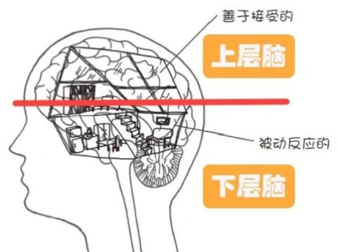 幼儿咬人打人大脑发育原理示意图