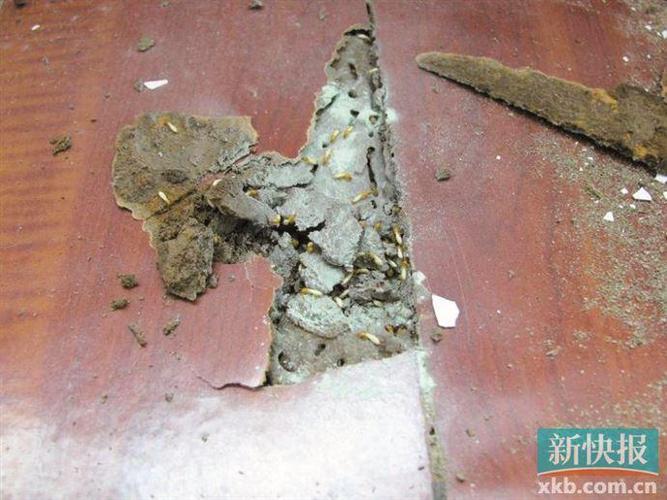 白蚁侵蚀木地板内部结构图