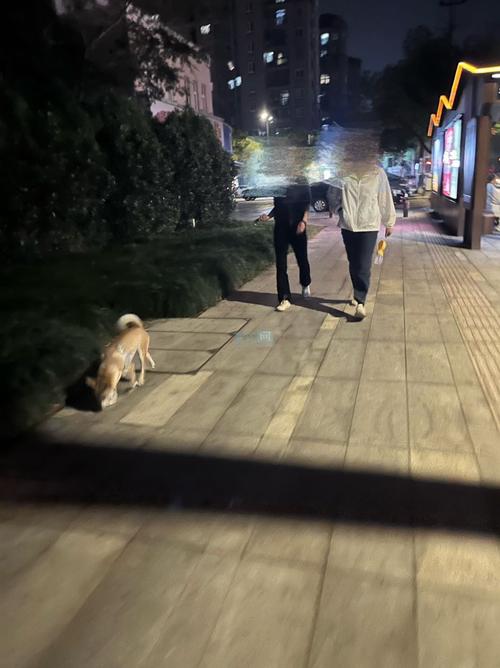 小区遛狗未牵绳场景实拍
