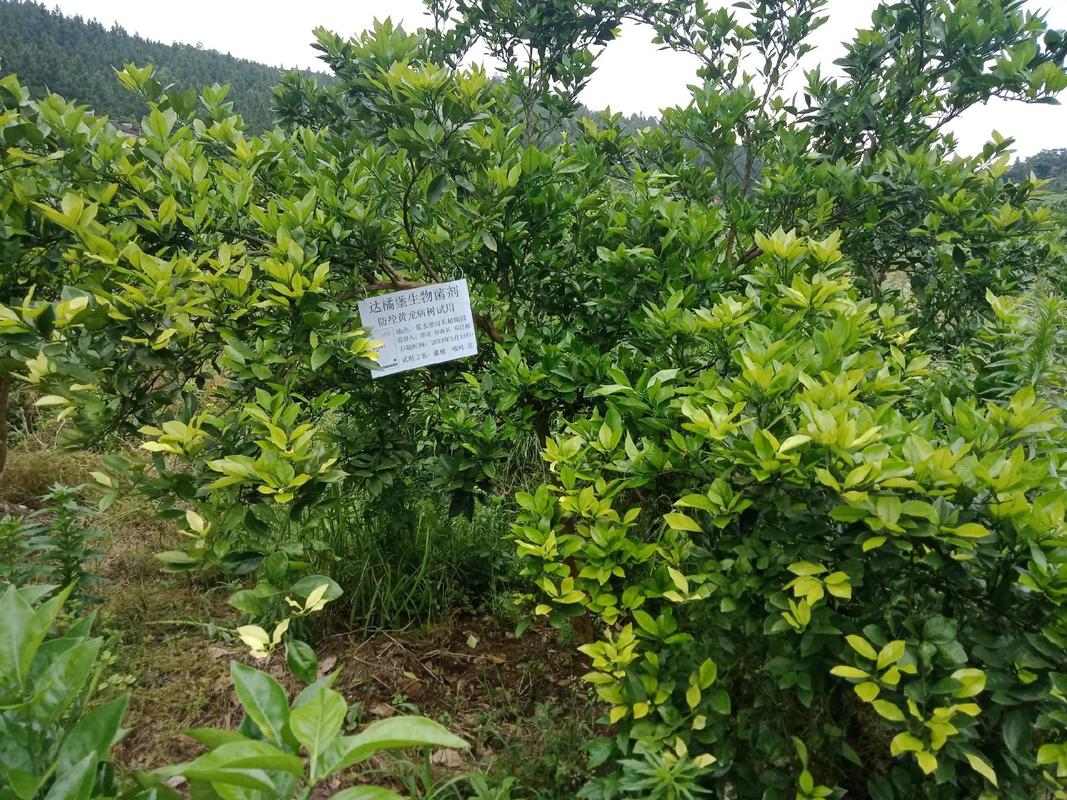农业科研人员在柑橘种植园测试生物菌剂效果