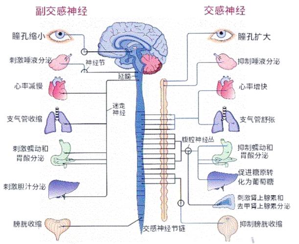 交感神经兴奋时身体反应示意图