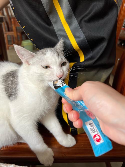 蓝猫被薄荷牙膏沾到嘴角甩头的实拍图