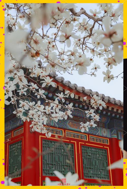 北京故宫文华殿红墙下盛开白色玉兰花