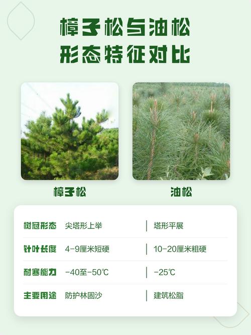 林场不同施肥方式油松长势对比图