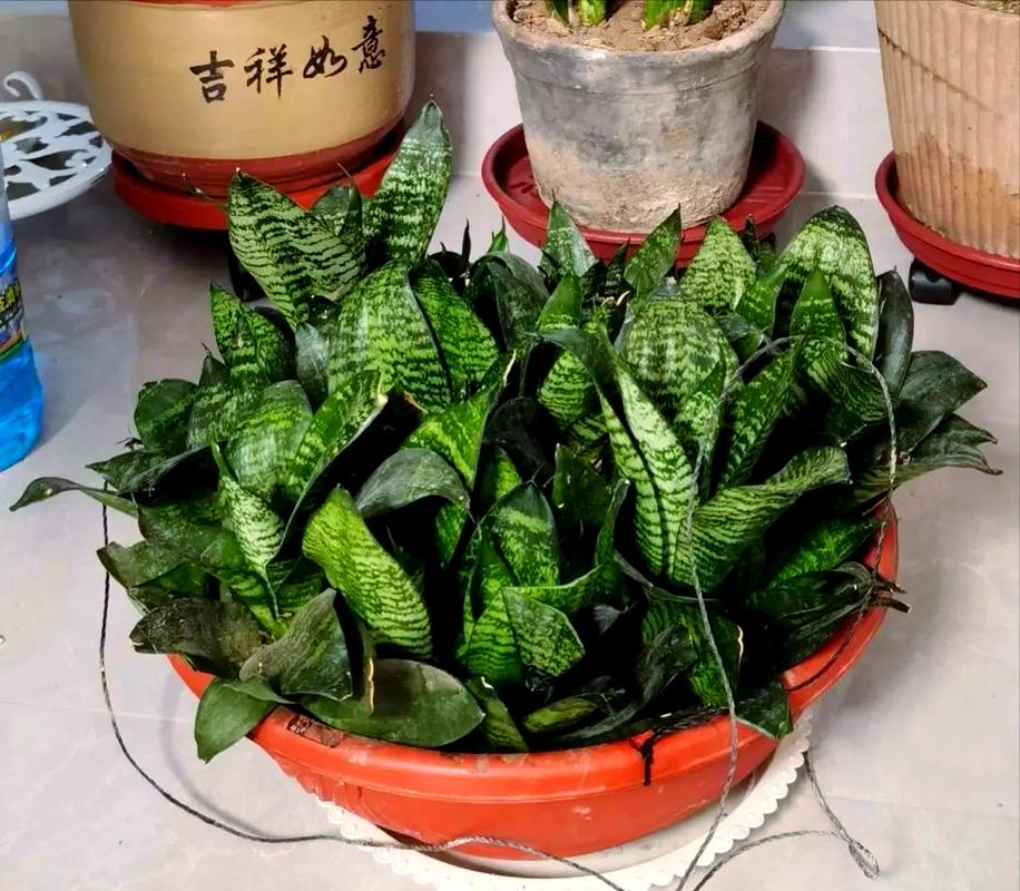 办公桌上易养活的小型绿植虎皮兰和绿萝组合
