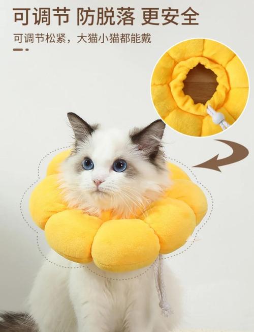 猫绝育术后伊丽莎白圈正确佩戴图