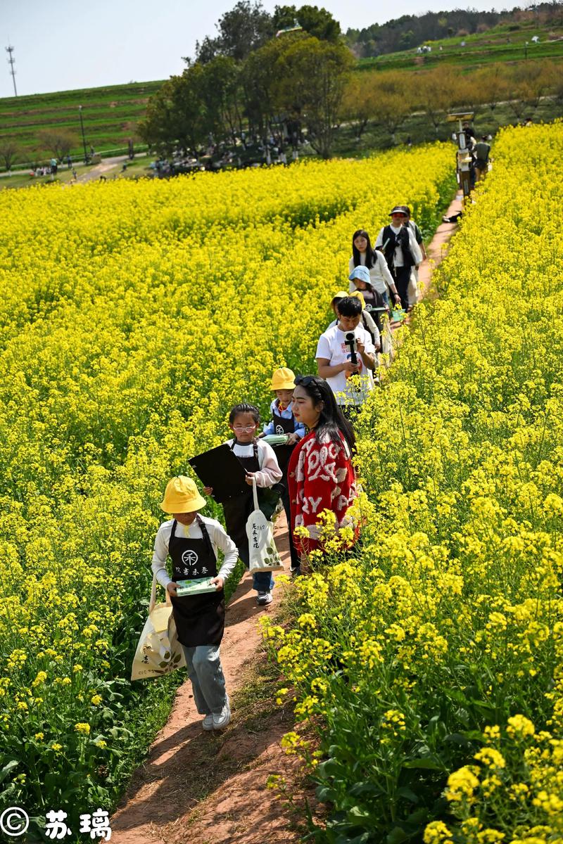 清明节气郊外踏青散步人群场景